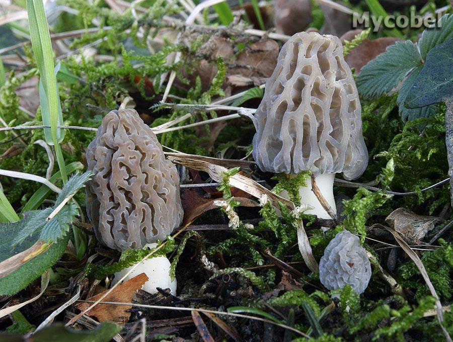  Image name: Morchella_rotunda7.jpg 
 width: 900 pixel 
 height: 680 pixel 
 Size: 203611 bytes 
 Click to enlarge 